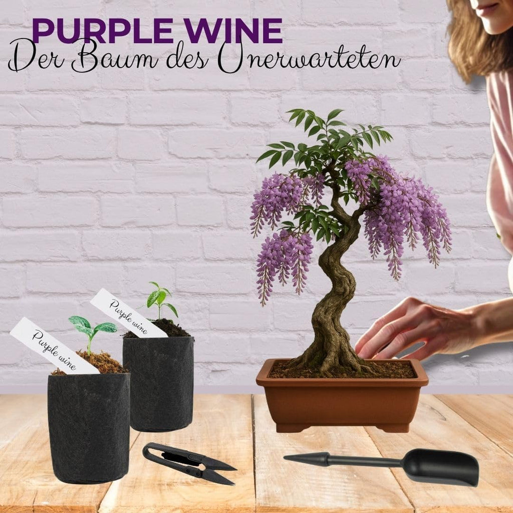 Japanese Maple Bonsai Starter Set Anzuchtset Komplett Bonsai-Set
