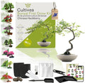 Japanese Maple Bonsai Starter Set Anzuchtset Komplett Bonsai-Set