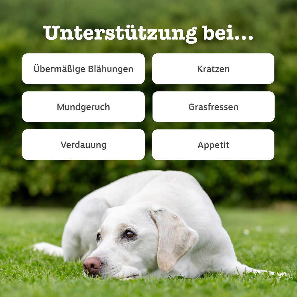 Zesty Paws Probiotika für Hunde 90 Kauleckerlis mit Kürbis & Leinsamen