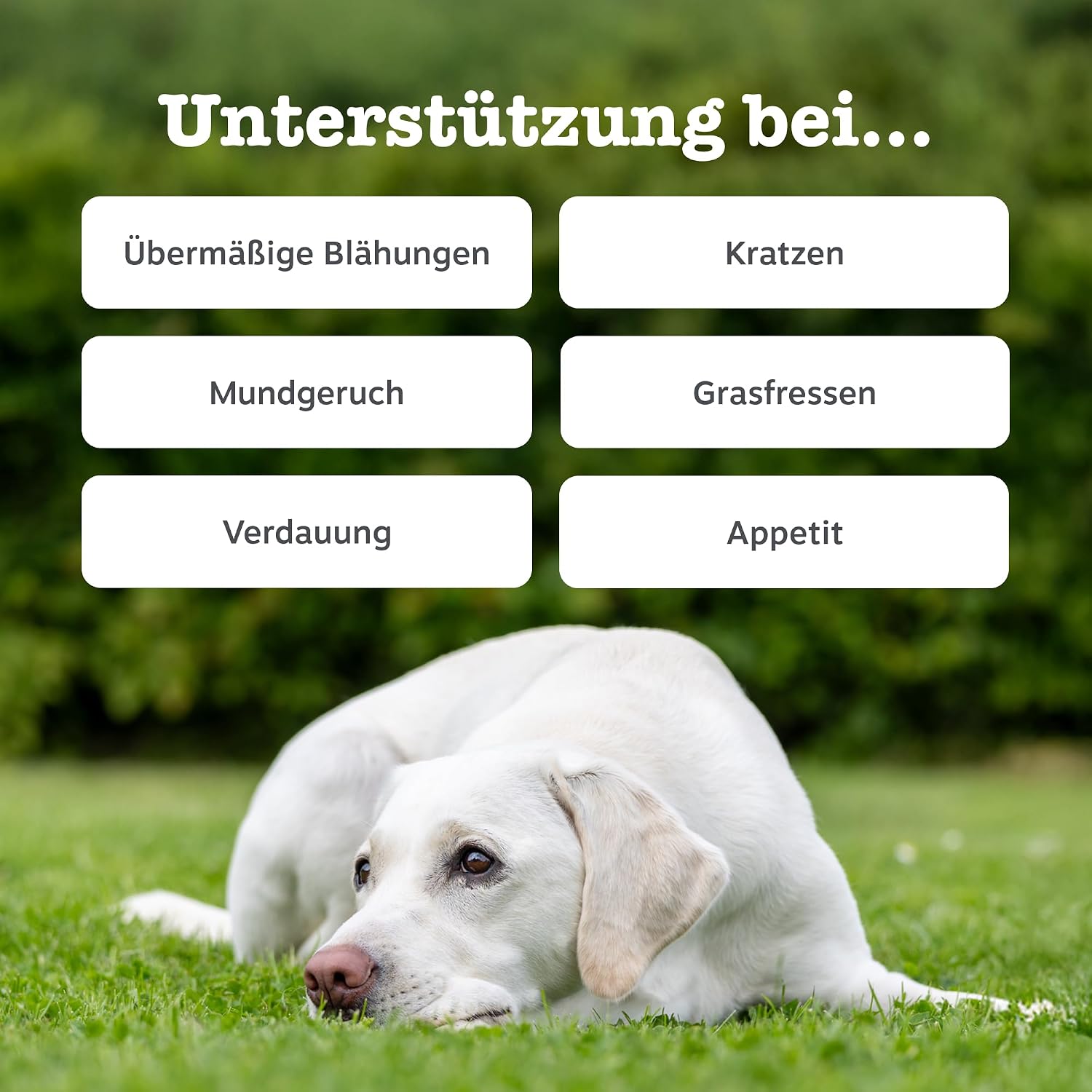 Zesty Paws Probiotika für Hunde 90 Kauleckerlis mit Kürbis & Leinsamen