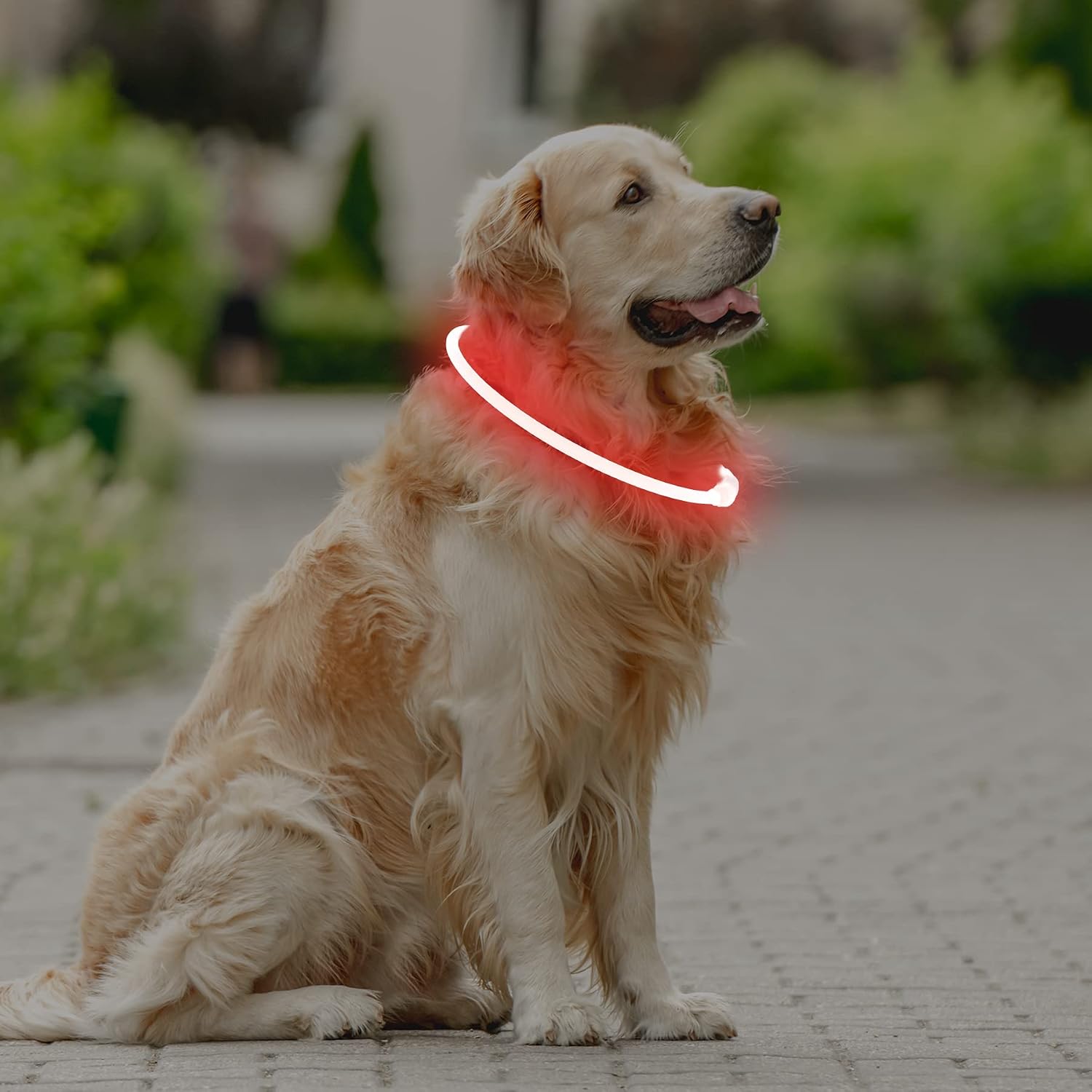 Coolzon LED Leuchthalsband Hundehalsband aufladbar wasserdicht 3 Modi Gruen