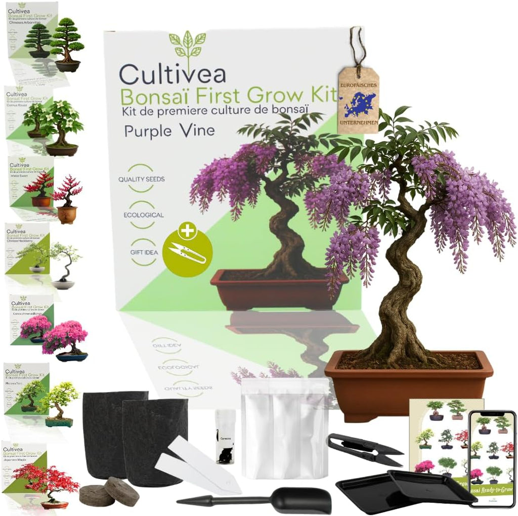 Japanese Maple Bonsai Starter Set Anzuchtset Komplett Bonsai-Set