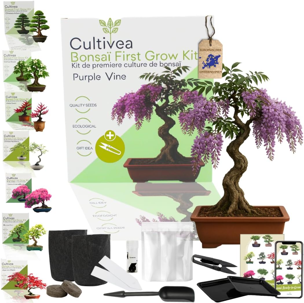 Japanese Maple Bonsai Starter Set Anzuchtset Komplett Bonsai-Set
