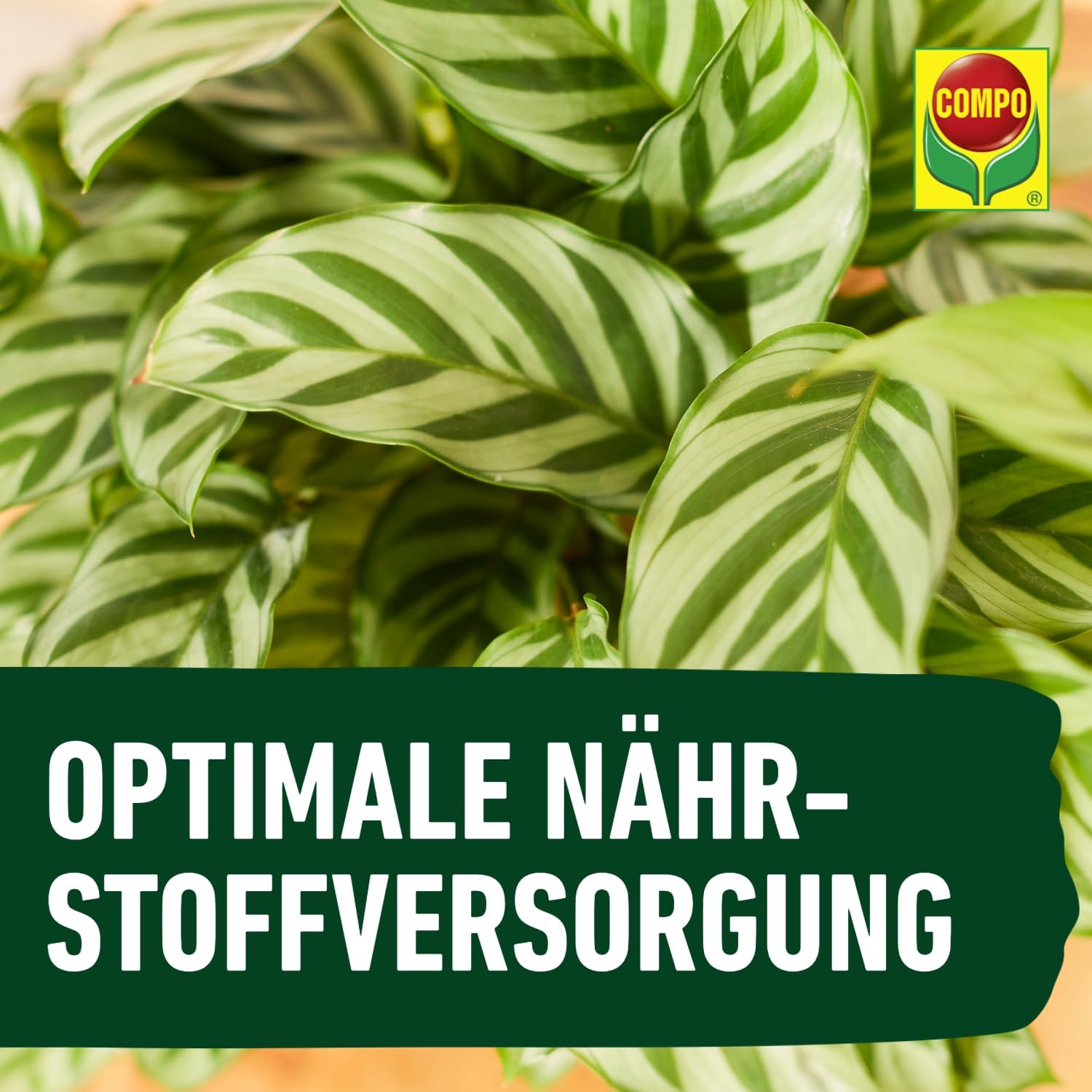 COMPO Gruenpflanzenduenger Fluessig fuer Zimmer, Balkon, Terrasse