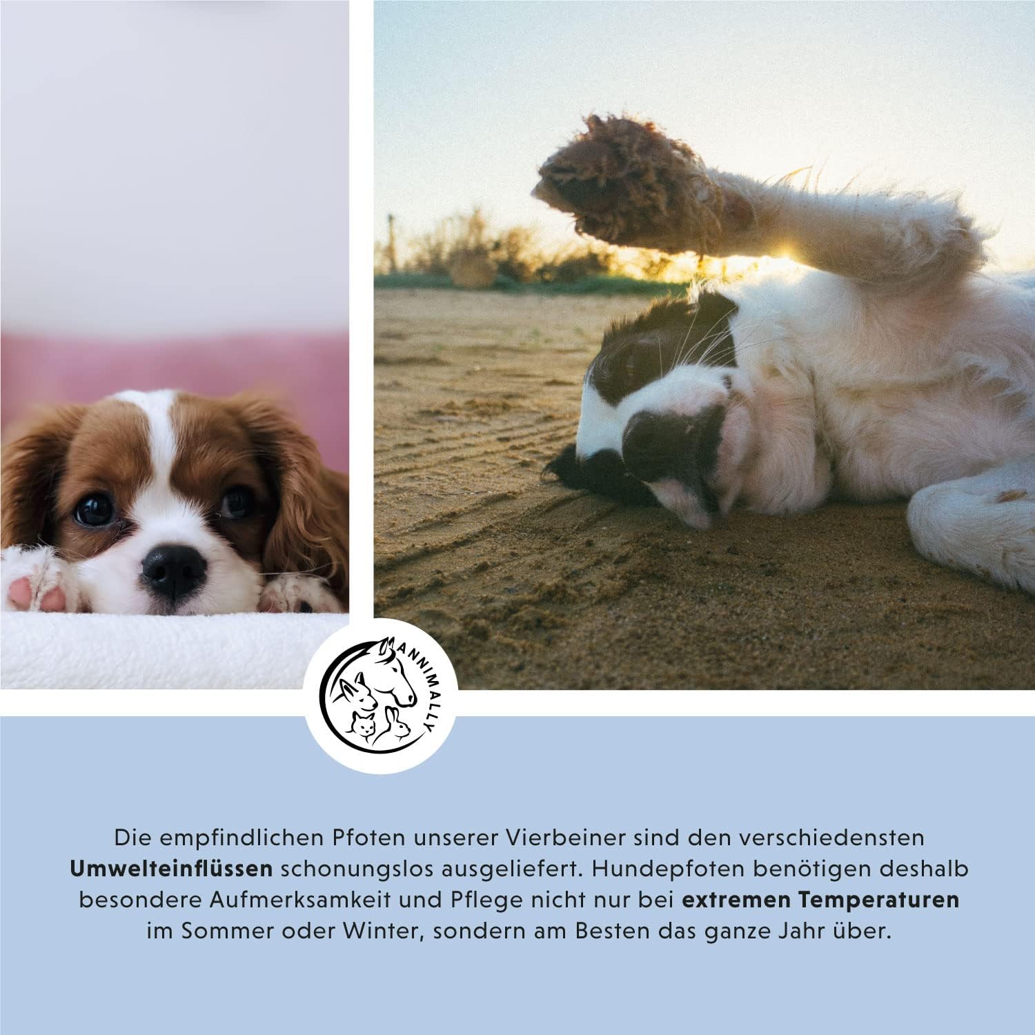 Annimally Pfotenbalsam 50g fuer Hund & Katze mit Bienenwachs, Sheabutter