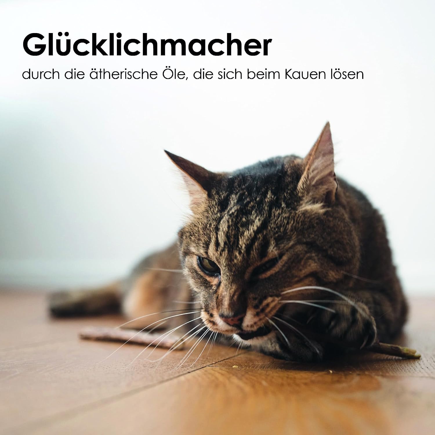 Katzen Kauholz Matatabi Sticks Zahnreinigung Spielzeug 6 Stueck