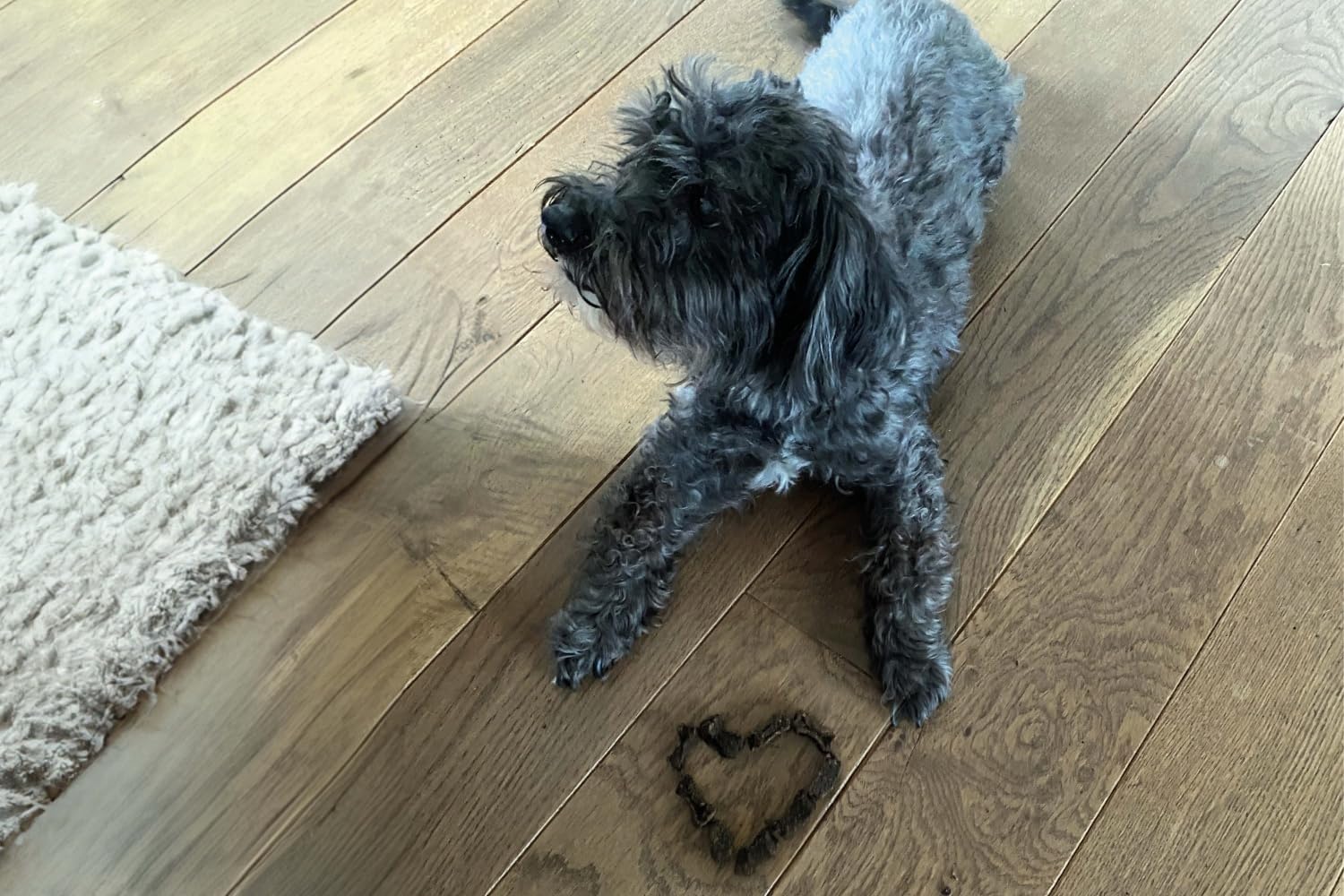 Fresco Dog Martin Ruetter Trainingsknoechelchen Insekt Hundesnack getreidefrei