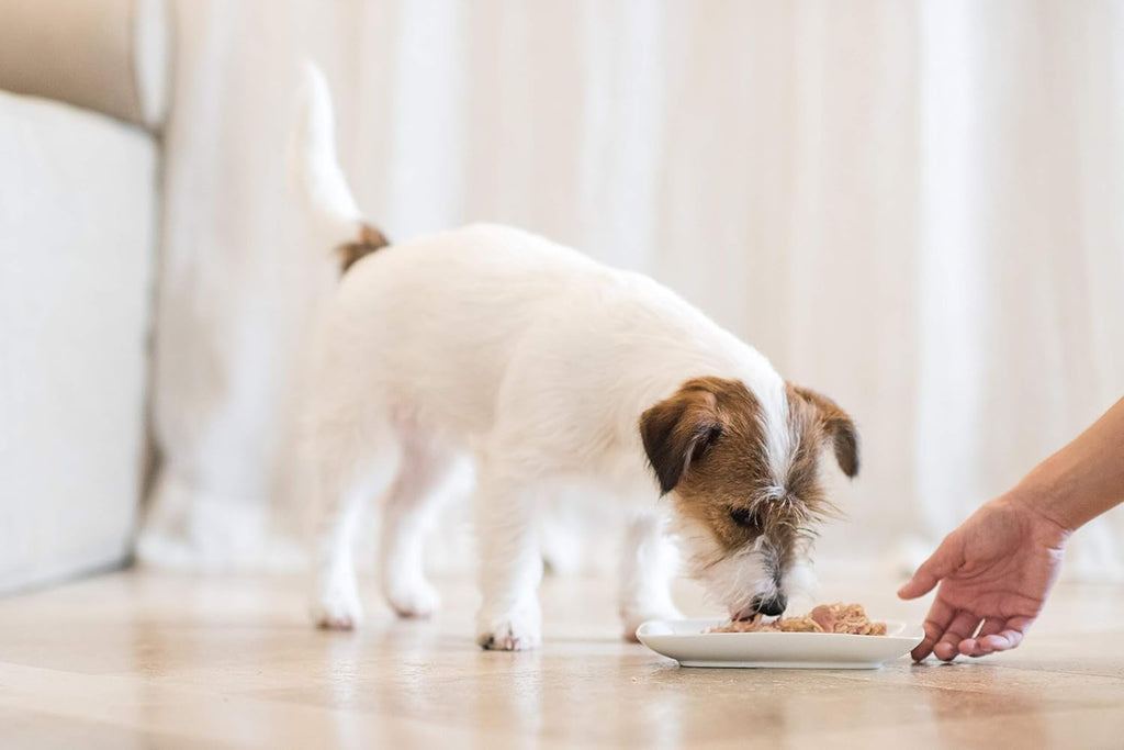 Schesir Dog Huhn mit Kartoffel Nassfutter 16 x, verschiedene Sorten