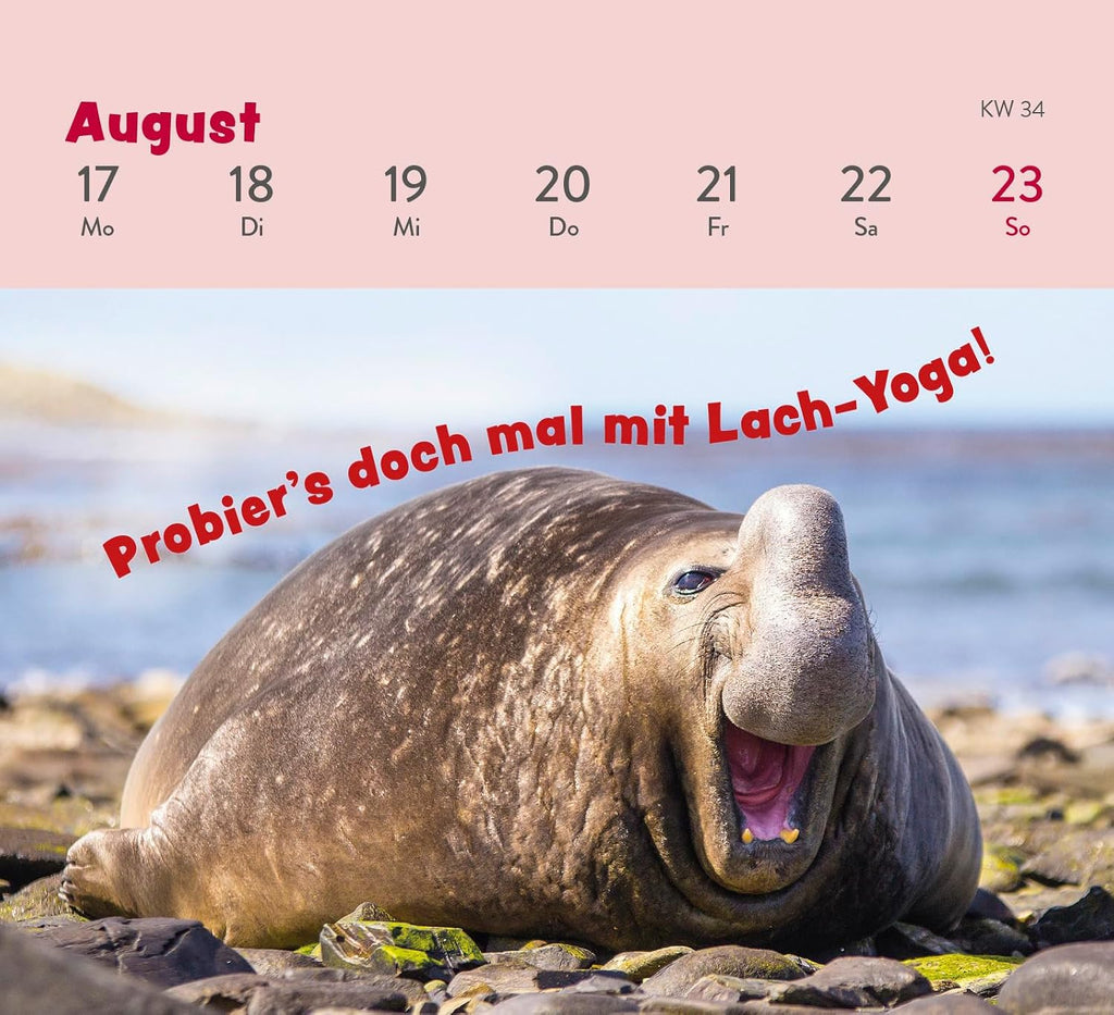 Mini Wochenkalender 2026 Tischkalender Tierisch Gechillt mit Tierfotos
