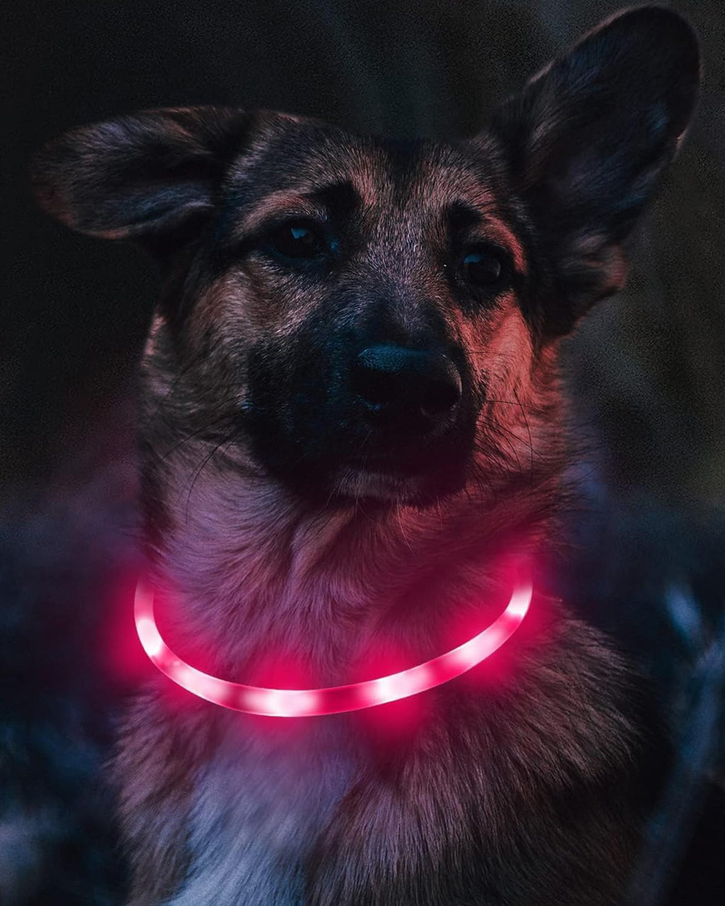 Joytale LED Leuchthalsband USB aufladbar Rosa - 3 Modi fuer kleine bis grosse Hund