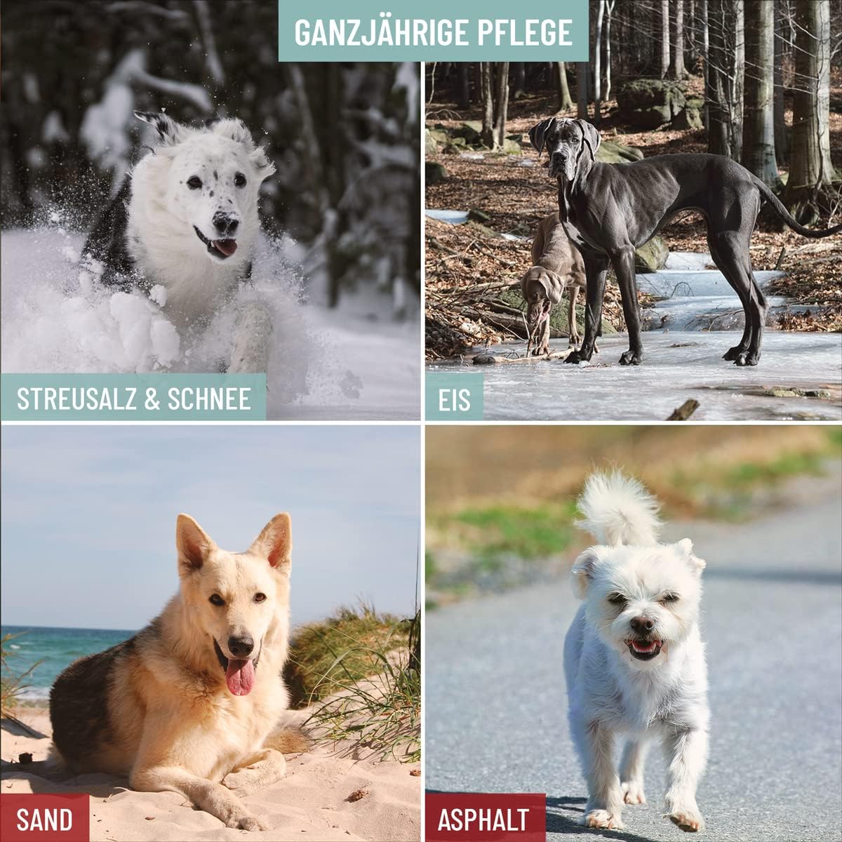 ReaVET Pfotenreiniger Pfotenschaum Hamamelis Gurke Hund Pfotenpflege