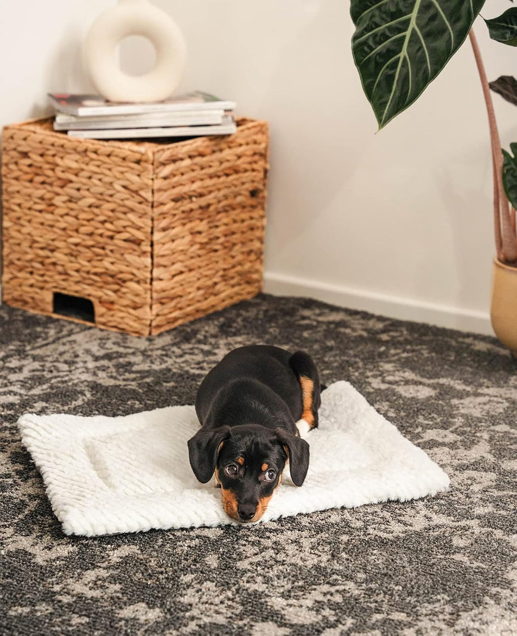 lionto Wendedecke fuer Hunde und Katzen 50x35 cm, gefuettert, waschbar, 4cm