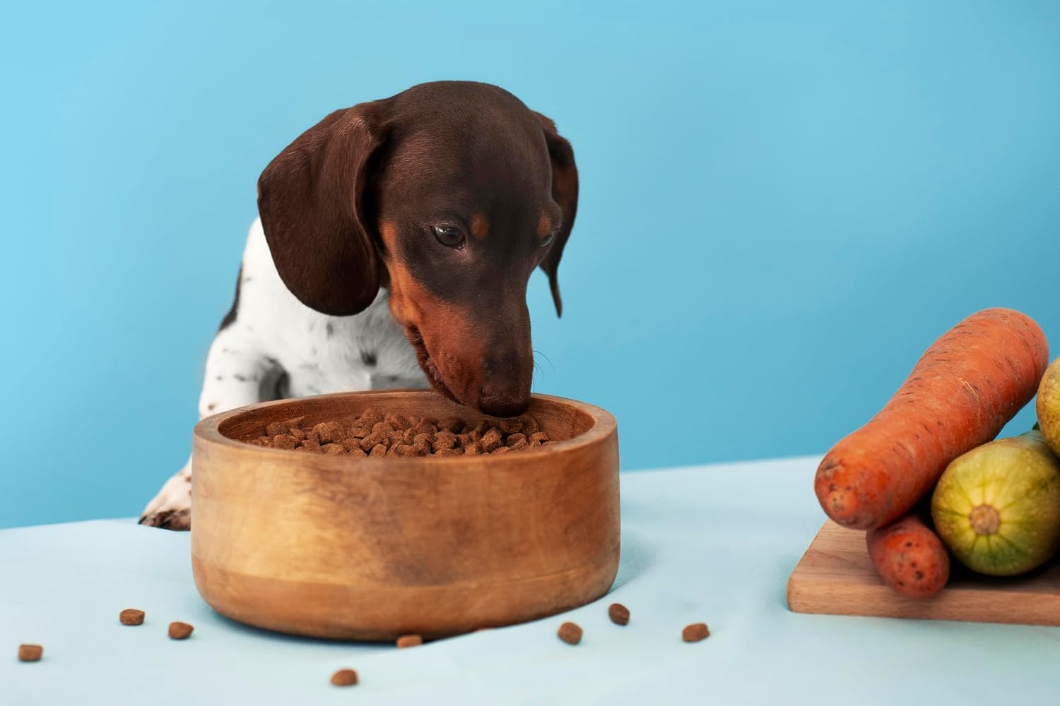 Canina Magen Balance Pulver 250 g Verdauungstuetze fuer Hunde Katzen