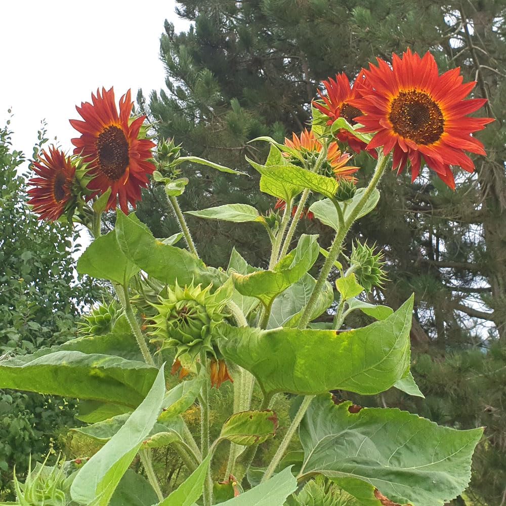 Sonnenblume Abendrot Anzuchtset mit Topf Pflanzset Geschenk