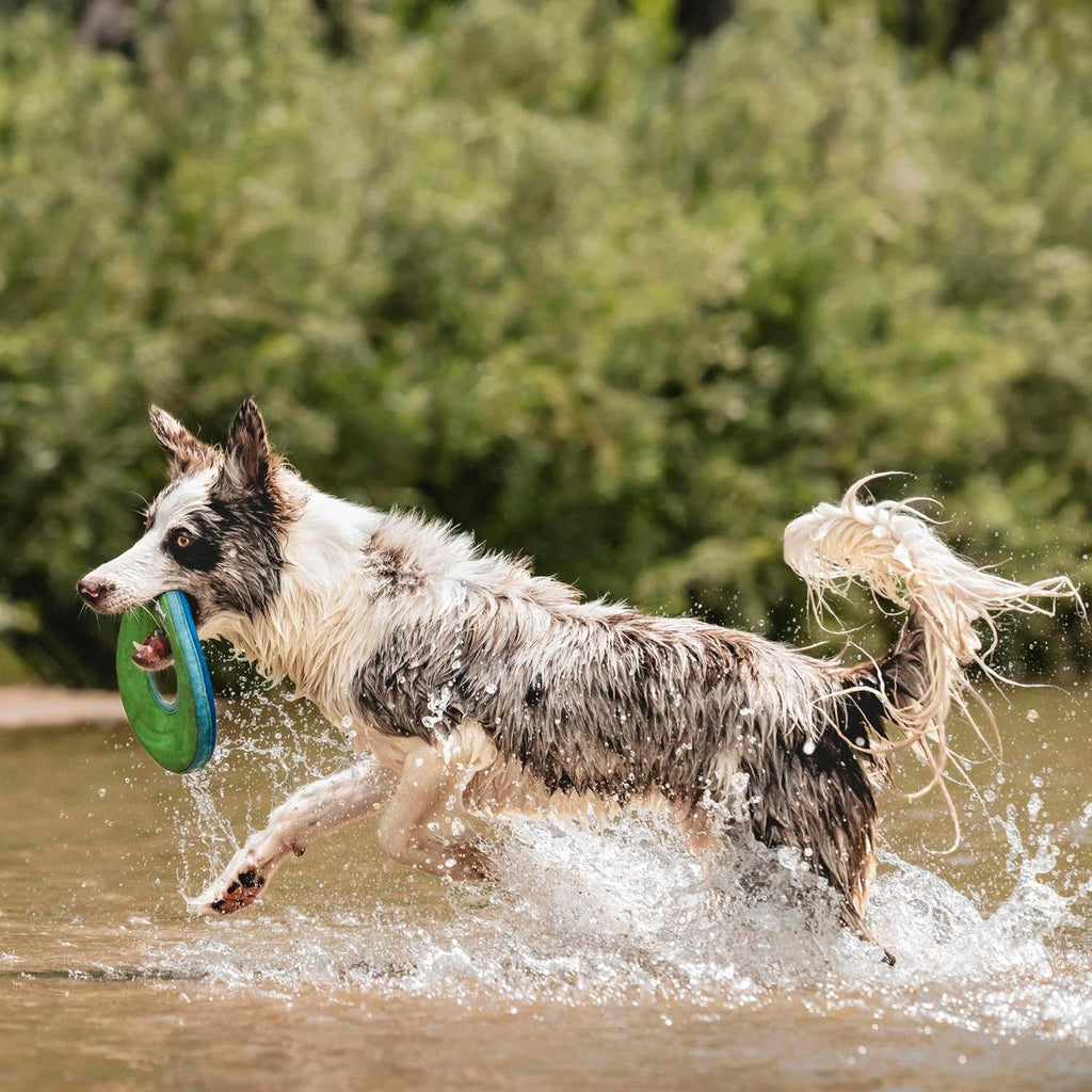Chuckit! Zipflight Medium Wurfspielzeug Ball Frisbee Hundespielzeug