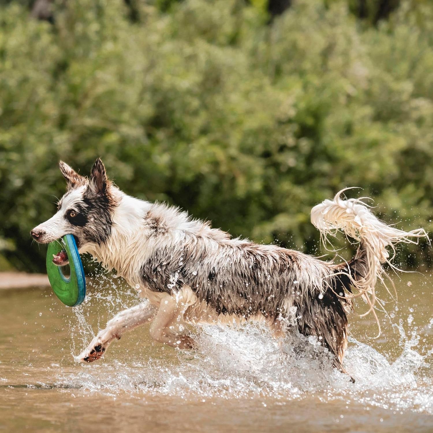 Chuckit! Zipflight Medium Wurfspielzeug Ball Frisbee Hundespielzeug