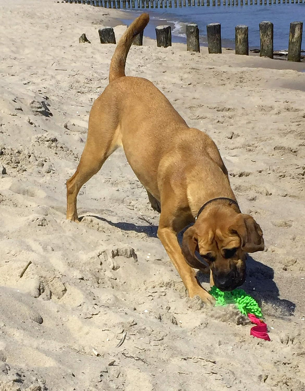 Dingo Mop Bungee Hundespielzeug Gruen Mikrofaser Vanille Duft Tauzieh Ball