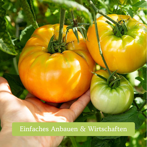 12er Tomatensamen Set alte Sorten fuer Garten und Balkon, samenfest