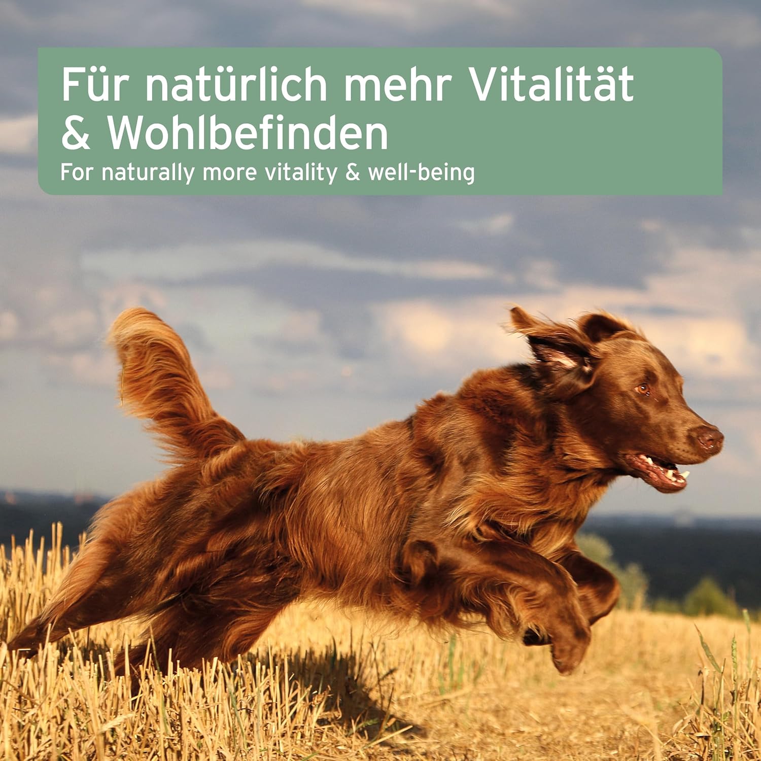AniForte Lachsöl Hund Omega-3 Omega-6 Fischöl Lebensmittelqualität