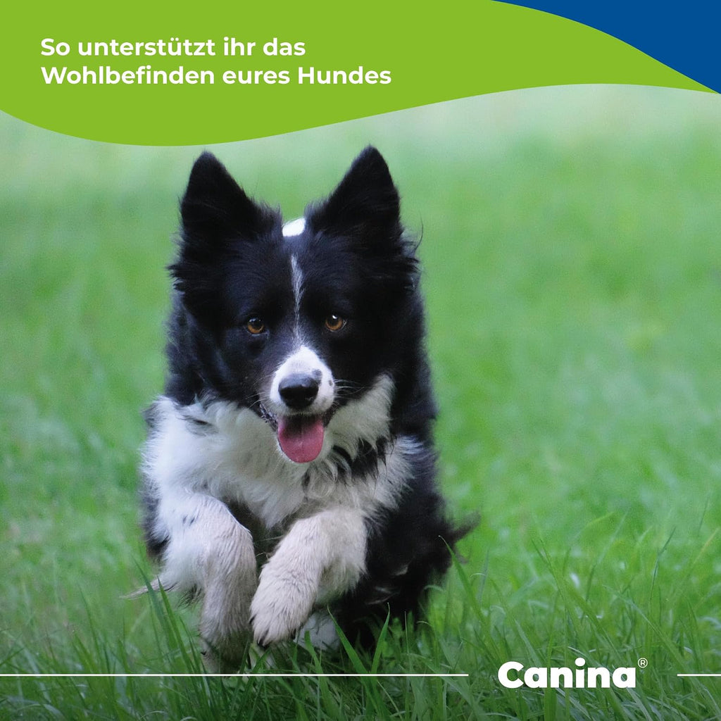 Canina Magen Balance Pulver 250 g Verdauungstuetze fuer Hunde Katzen