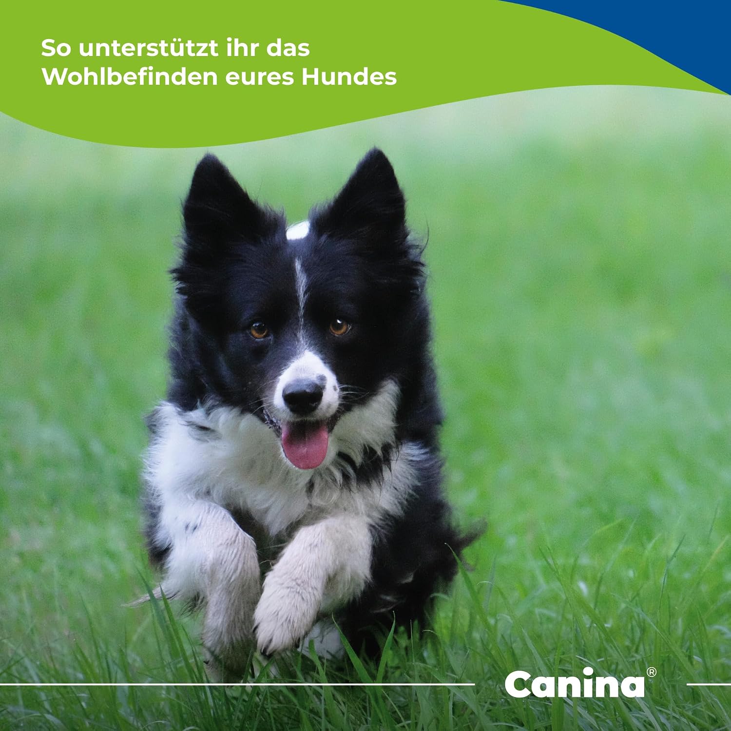 Canina Magen Balance Pulver 250 g Verdauungstuetze fuer Hunde Katzen