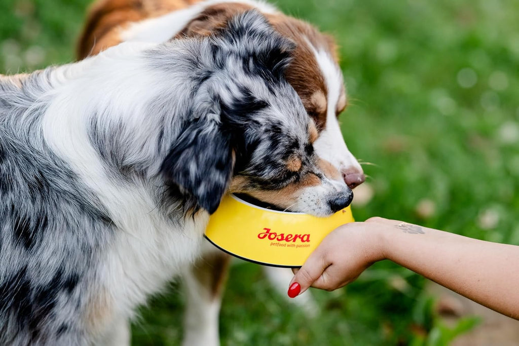Hundefutter Trockenfutter verschiedene Sorten fuer kleine Rassen