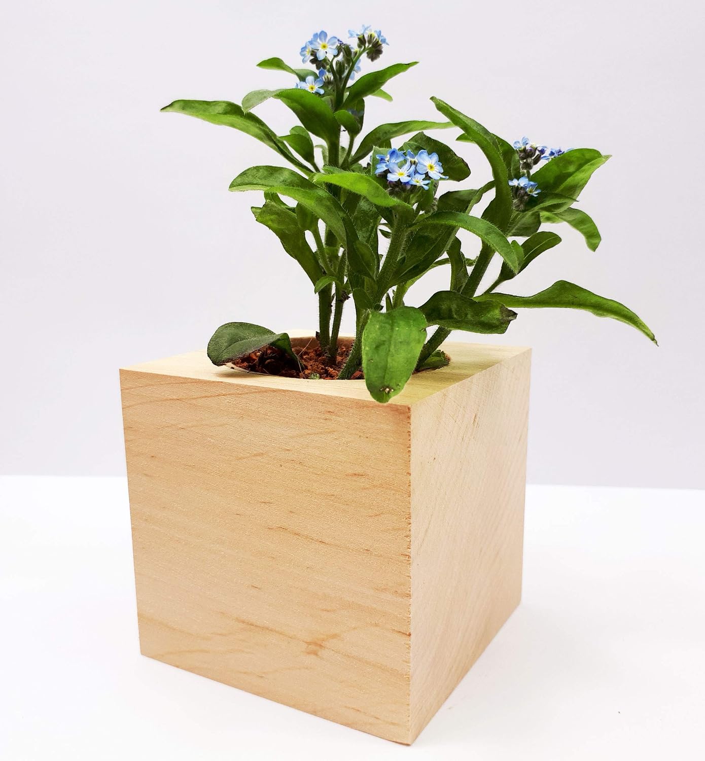Ecocube Aloe Vera Anzuchtset im Holzwuerfel Zimmerpflanze Geschenk