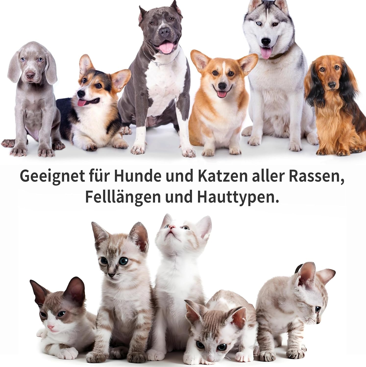 Hundeshampoo Kokosoel pH-neutral hypoallergen rueckfettend fuer Hunde Katzen