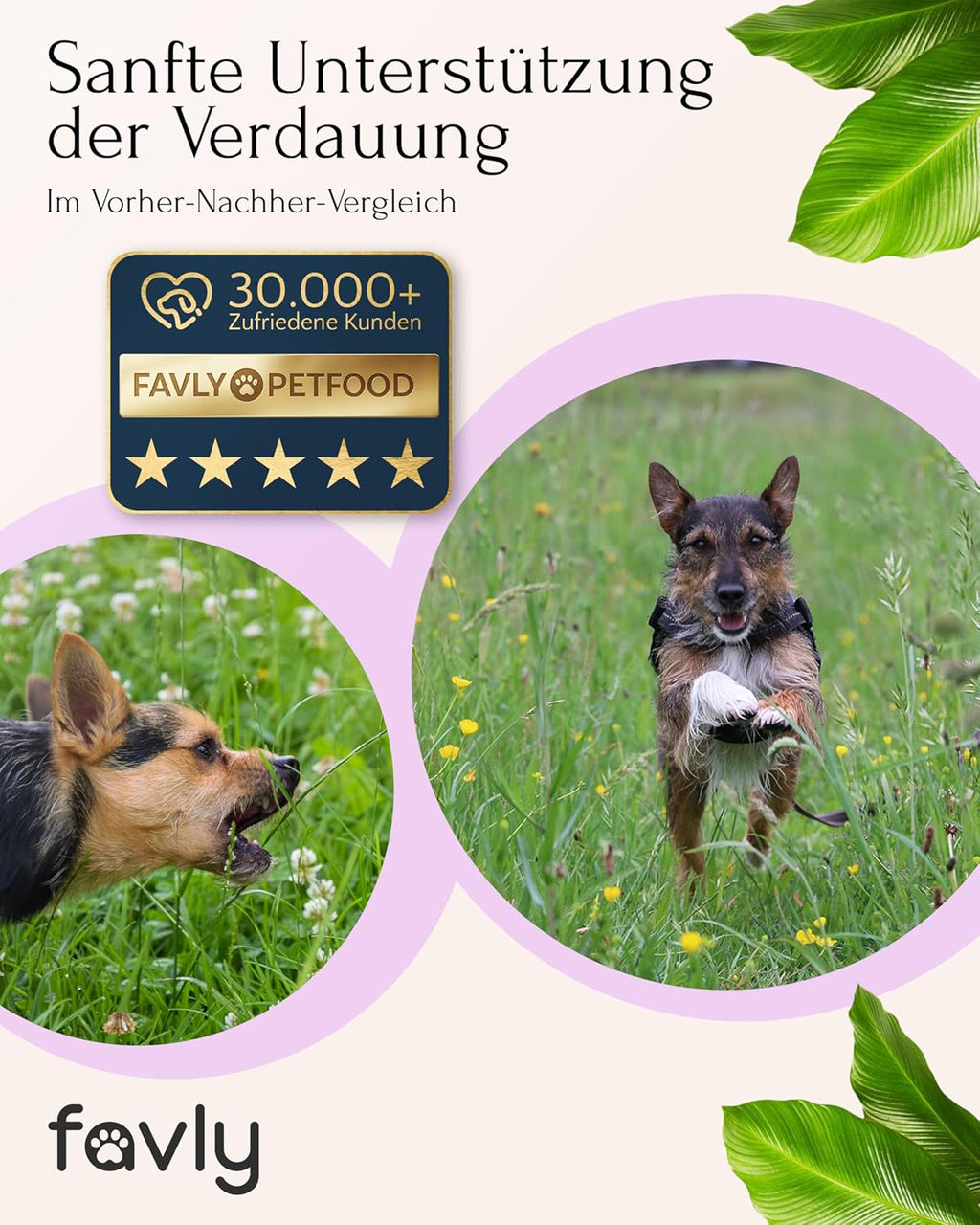 FAVLY Pulver Magen-Darm fuer Hunde - getreidefreies Ergaenzungsfutter, Rotulm