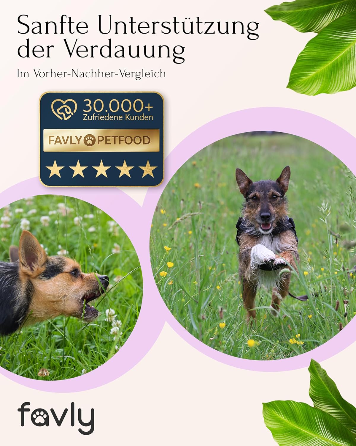 FAVLY Pulver Magen-Darm fuer Hunde - getreidefreies Ergaenzungsfutter, Rotulm