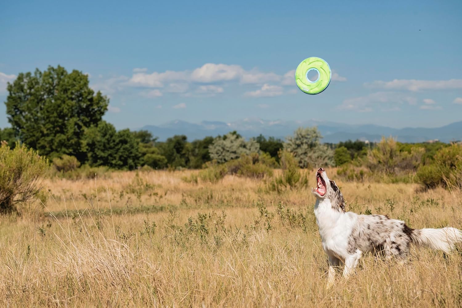 Chuckit! Zipflight Medium Wurfspielzeug Ball Frisbee Hundespielzeug