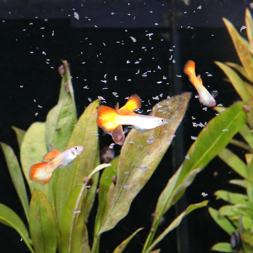 JBL ProNovo Guppy Flocken Fischfutter Größe S 250 ml für Guppys 3–10 cm