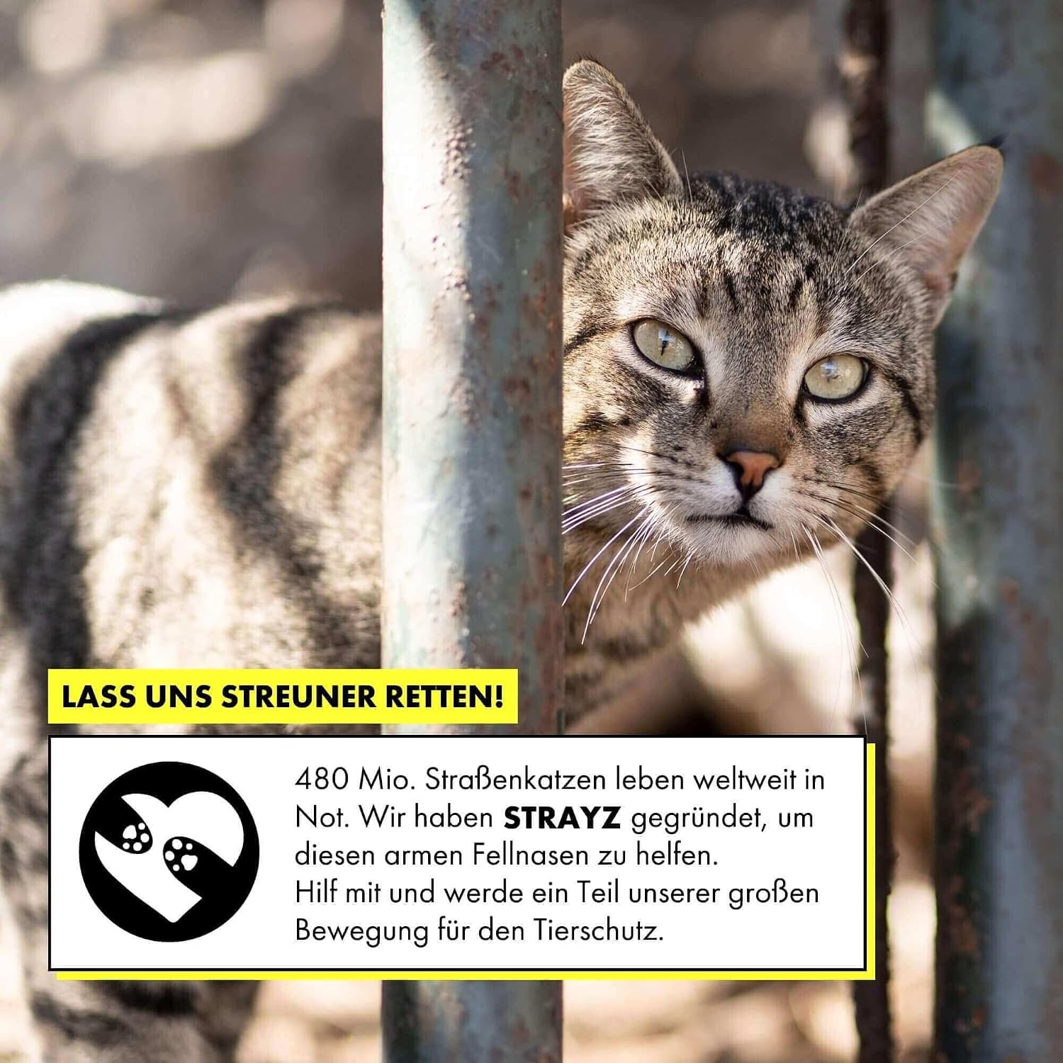 STRAYZ Nassfutter Probierpaket Katzen getreidefrei hoher Fleischanteil bio