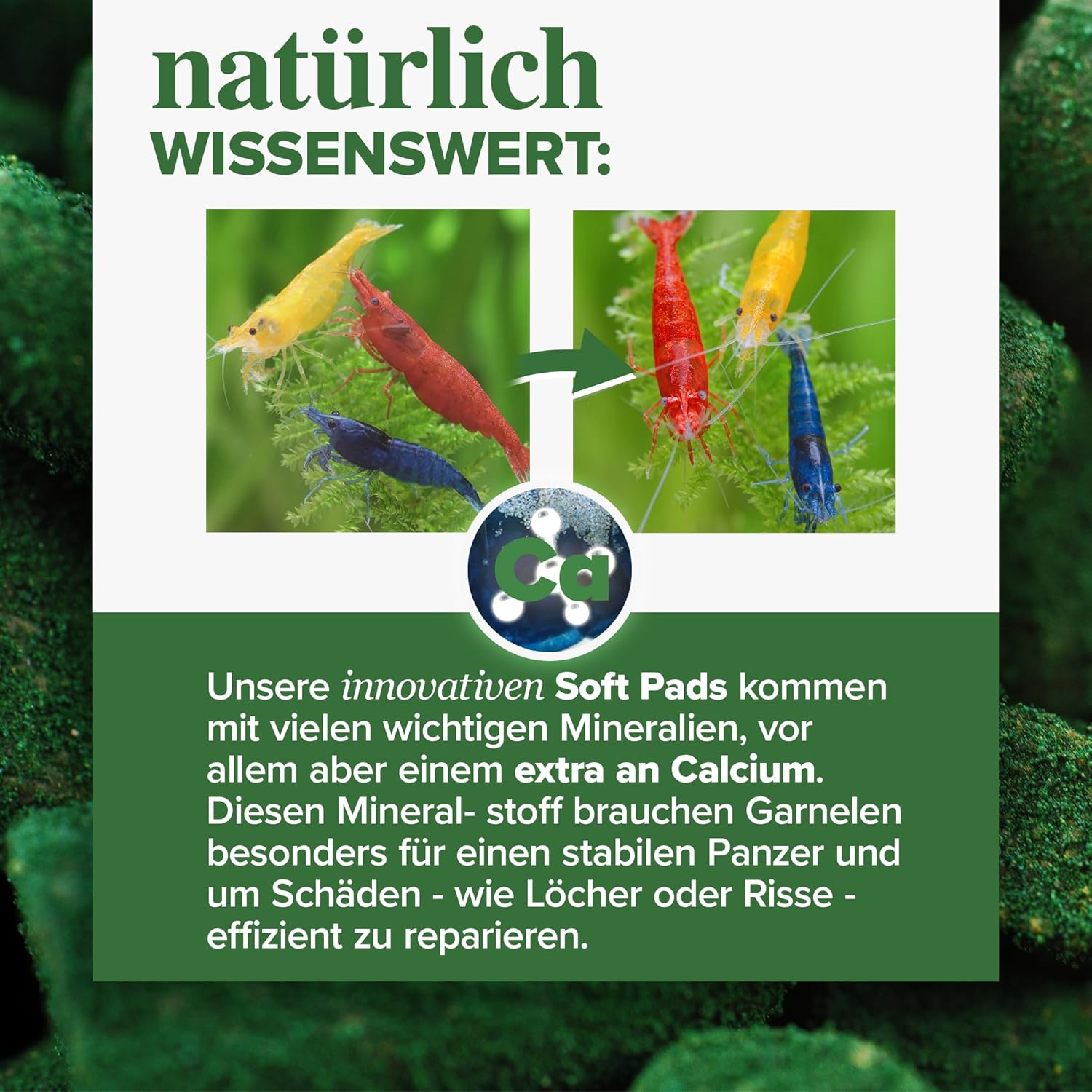 NatureHolic Garnelenfutter Mainfeed 30g - Fischmehlfrei, Panzeraufbau