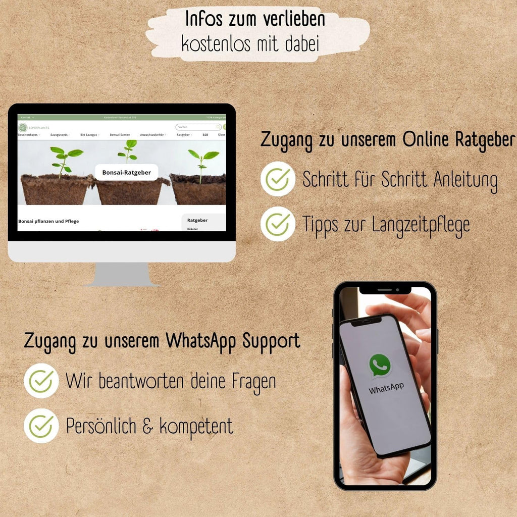 Bonsai Starter Kit mit 4 Samen Anzuchtset plastikfrei nachhaltig Geschenk
