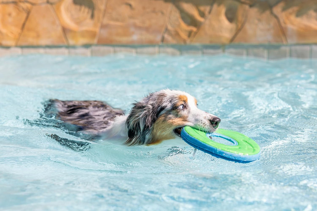 Chuckit! Zipflight Medium Wurfspielzeug Ball Frisbee Hundespielzeug