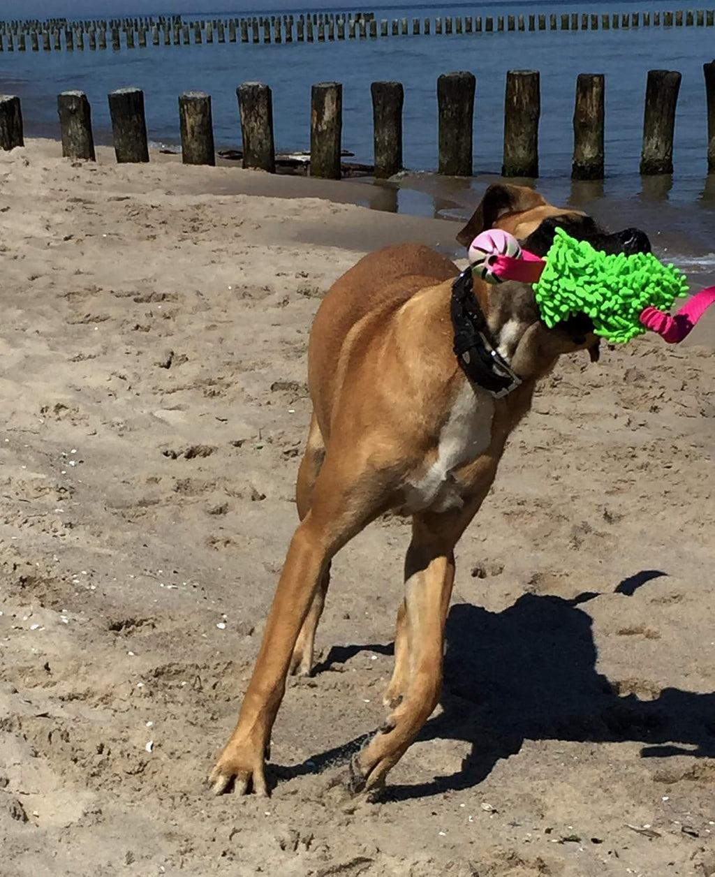 Dingo Mop Bungee Hundespielzeug Gruen Mikrofaser Vanille Duft Tauzieh Ball