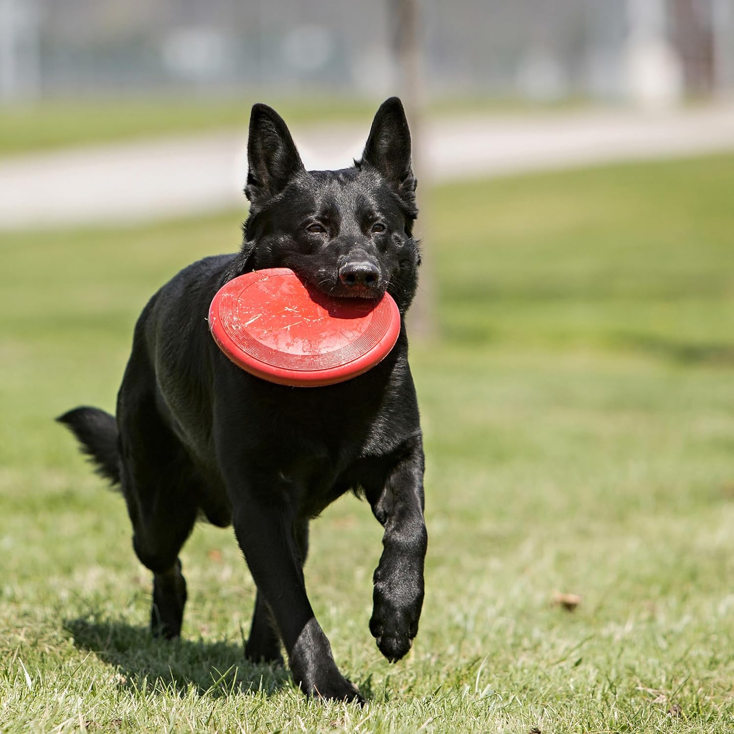 KONG Flyer Wurfscheibe aus Naturkautschuk fuer Hunde
