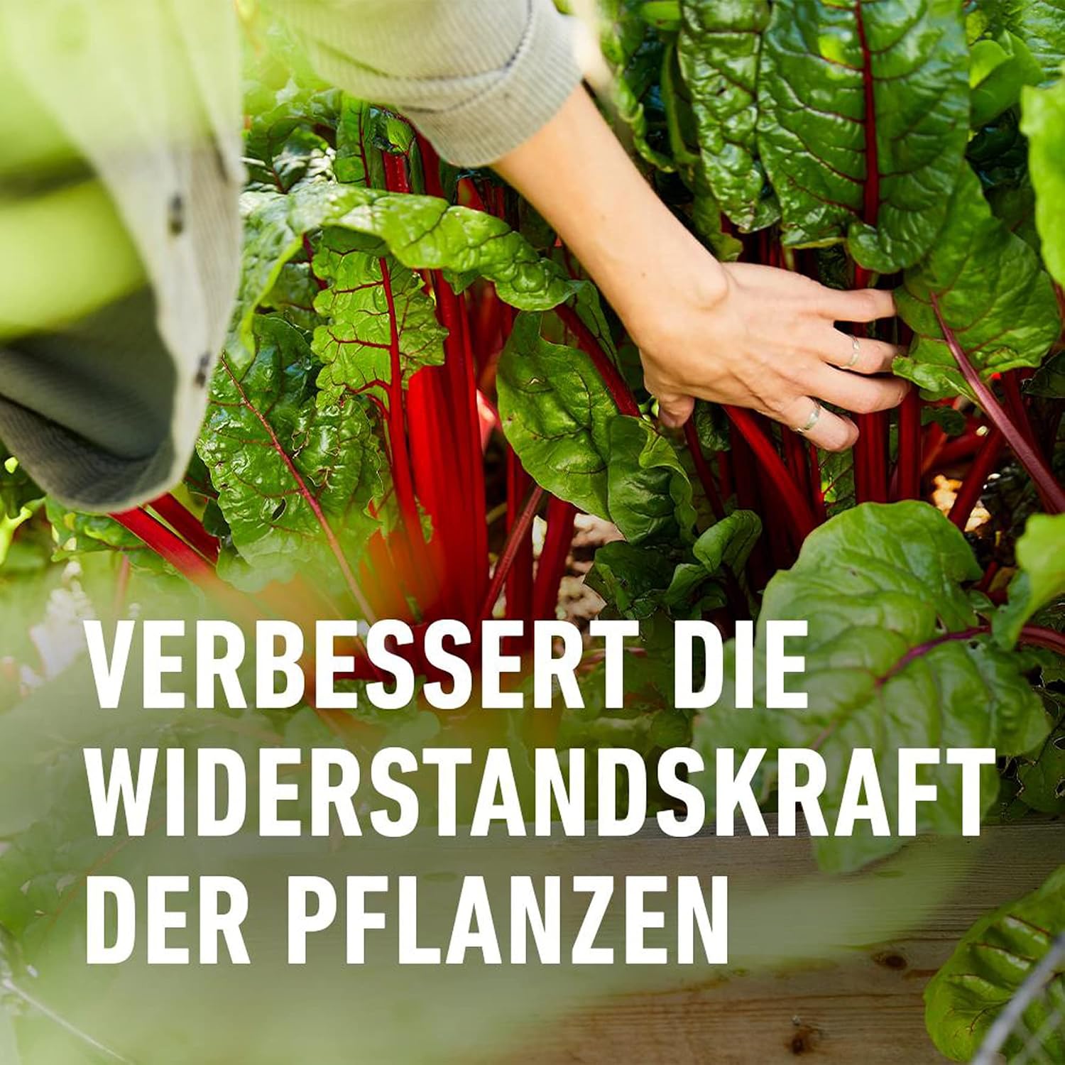 Garten Langzeit-Duenger COMPO verschiedene Sorten fuer Pflanzenpflege