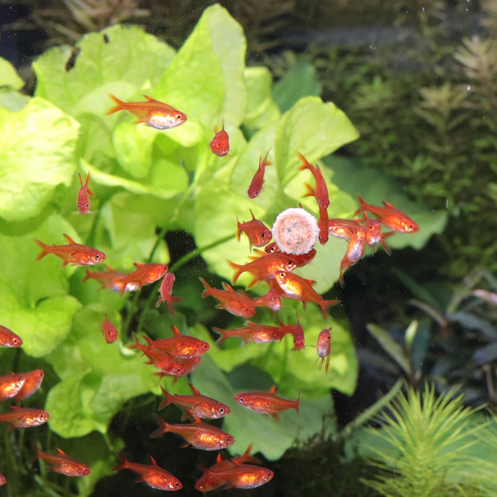 JBL ProNovo Tab Fischfutter Tabletten Groesse M fuer Aquarienfische cm