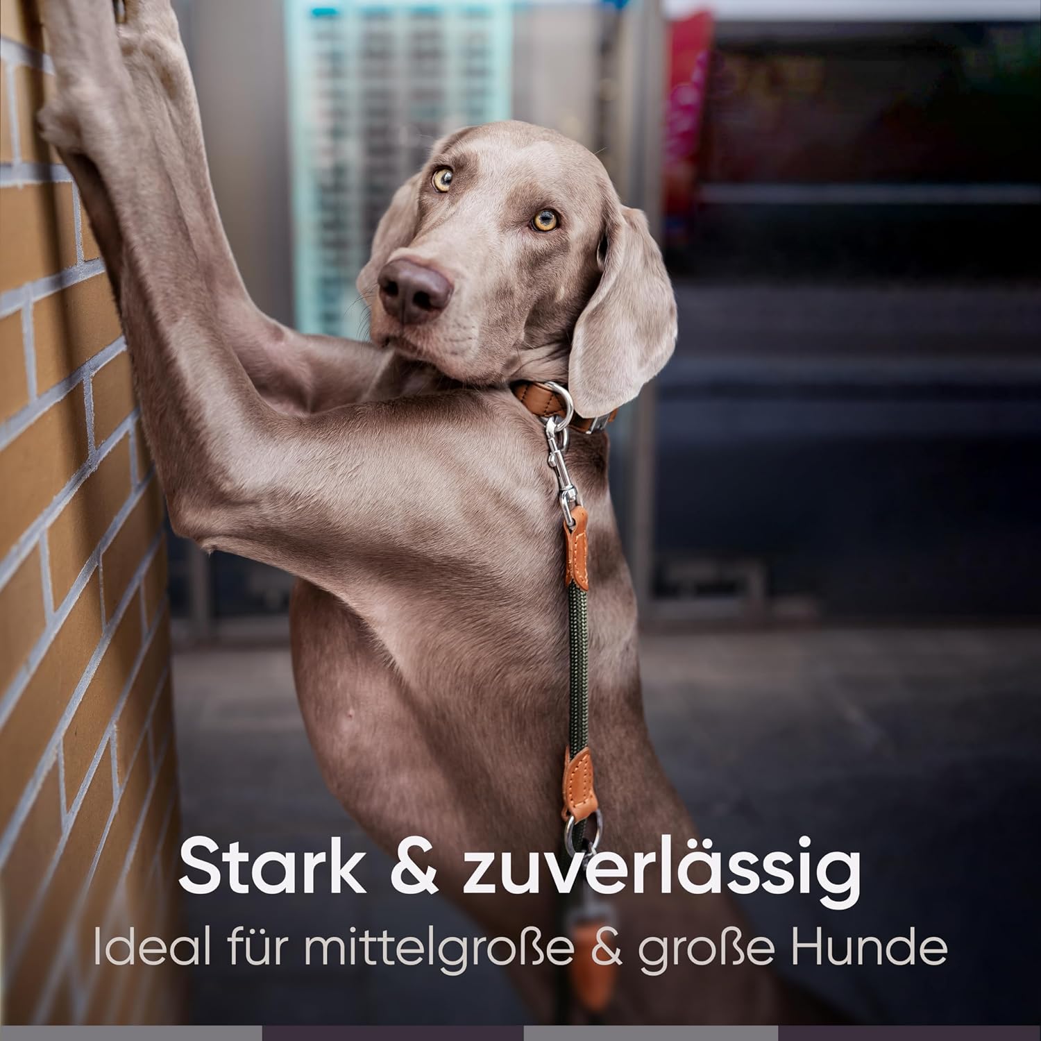 Freudentier verstellbare Hundeleine Nylon mit Lederoptik Schwarz 2m-3m