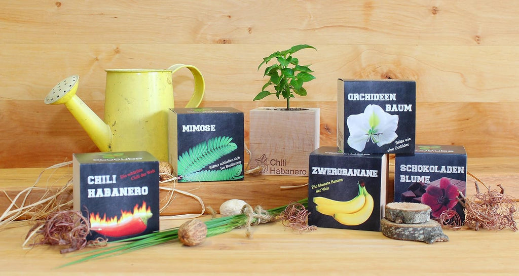 Ecocube Aloe Vera Anzuchtset im Holzwuerfel Zimmerpflanze Geschenk