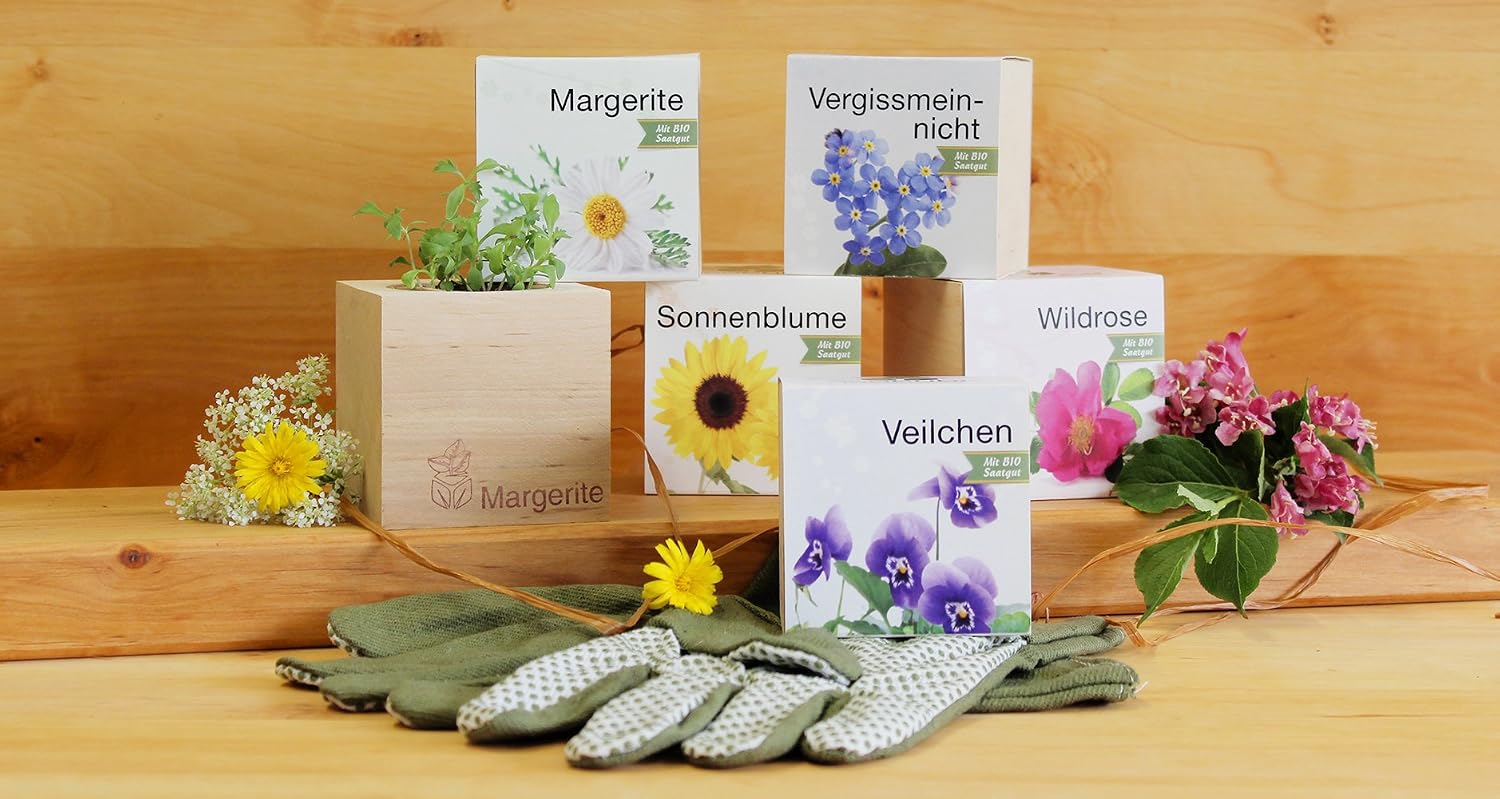 Ecocube Aloe Vera Anzuchtset im Holzwuerfel Zimmerpflanze Geschenk