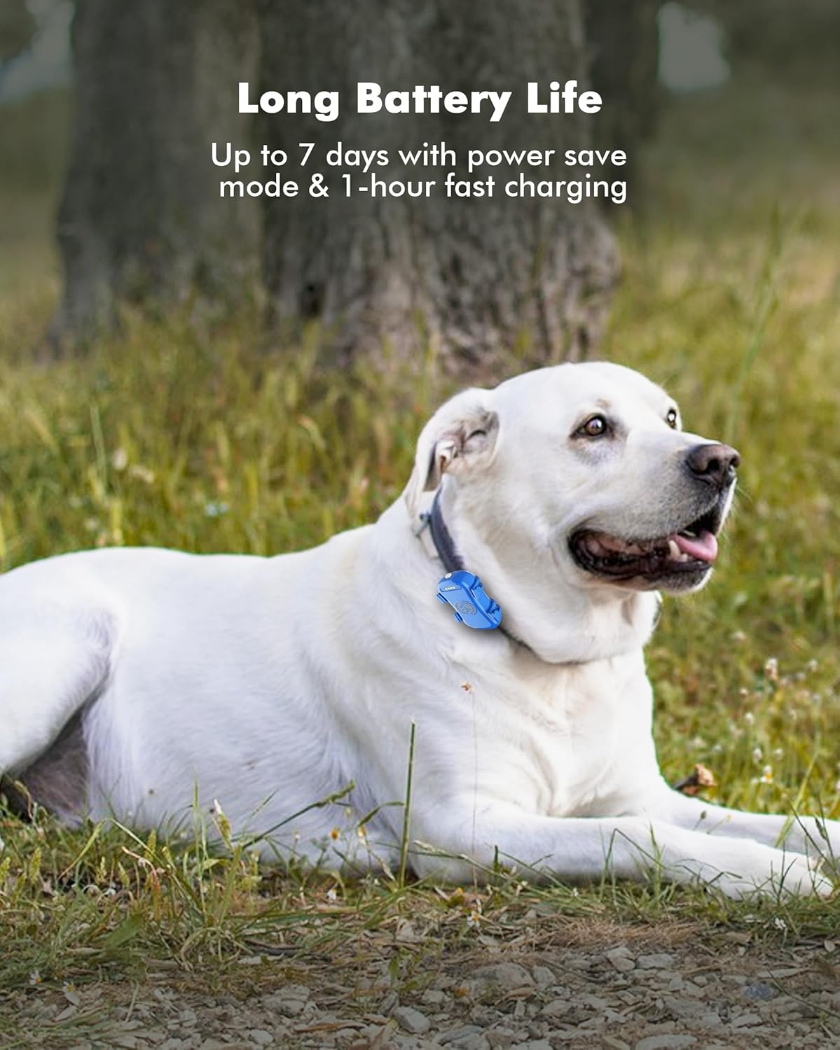 GPS Tracker fuer Hunde 4G wasserdicht mit Echtzeit-Ortung und App Live Tracking