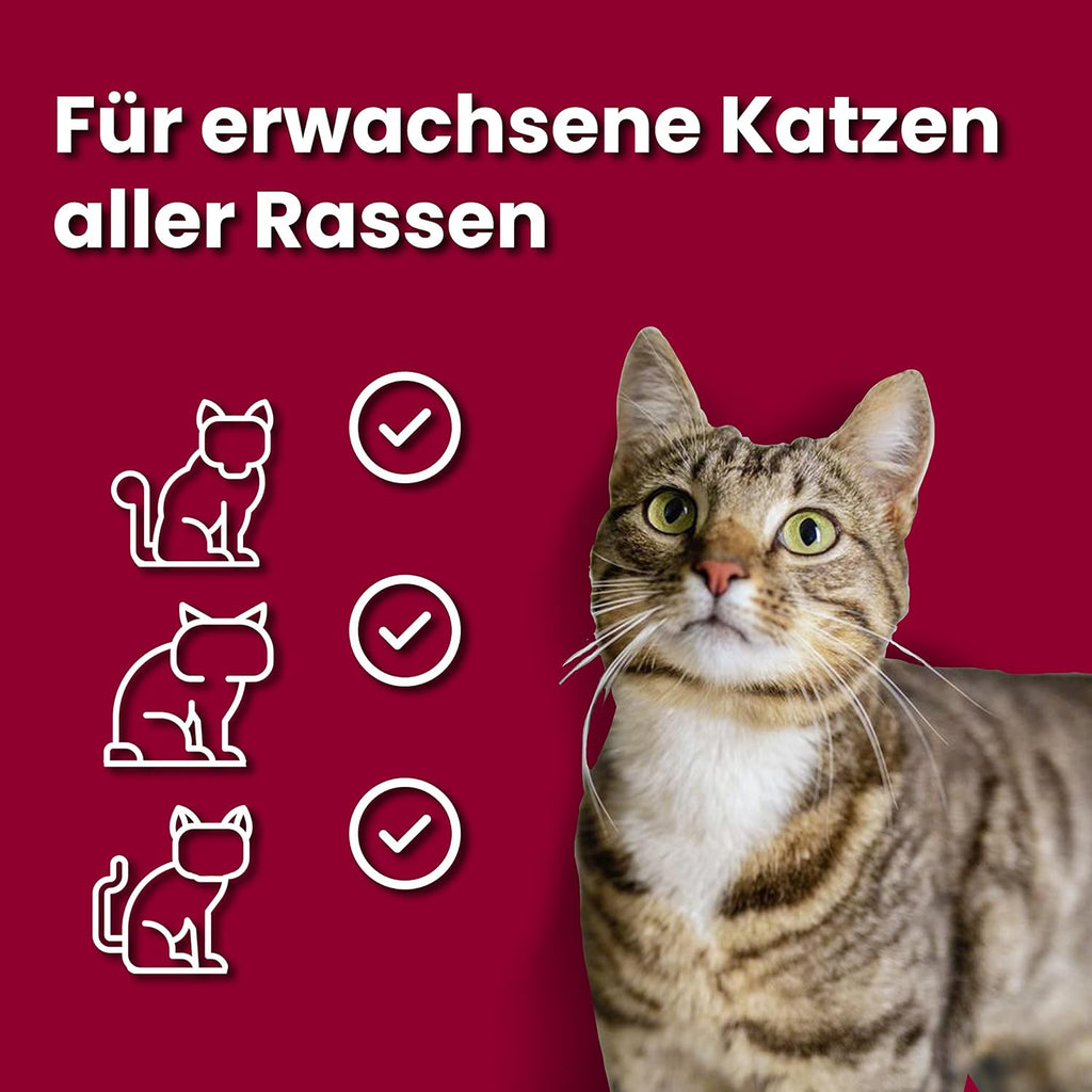 Animonda Vom Feinsten Senior Gefluegel Katzenfutter nass 32x100g, verschiedene So
