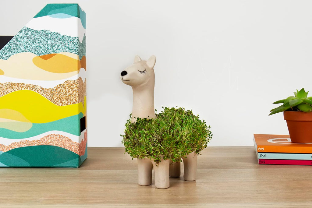 Lama Anzuchtset mit Chia Samen und Keramik Pflanztier - Geschenkset