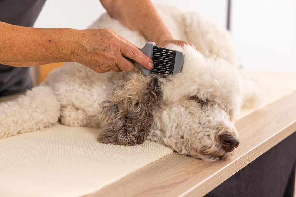 Wahl Zupfbürste doppelseitig für Hund und Katze Fellpflege