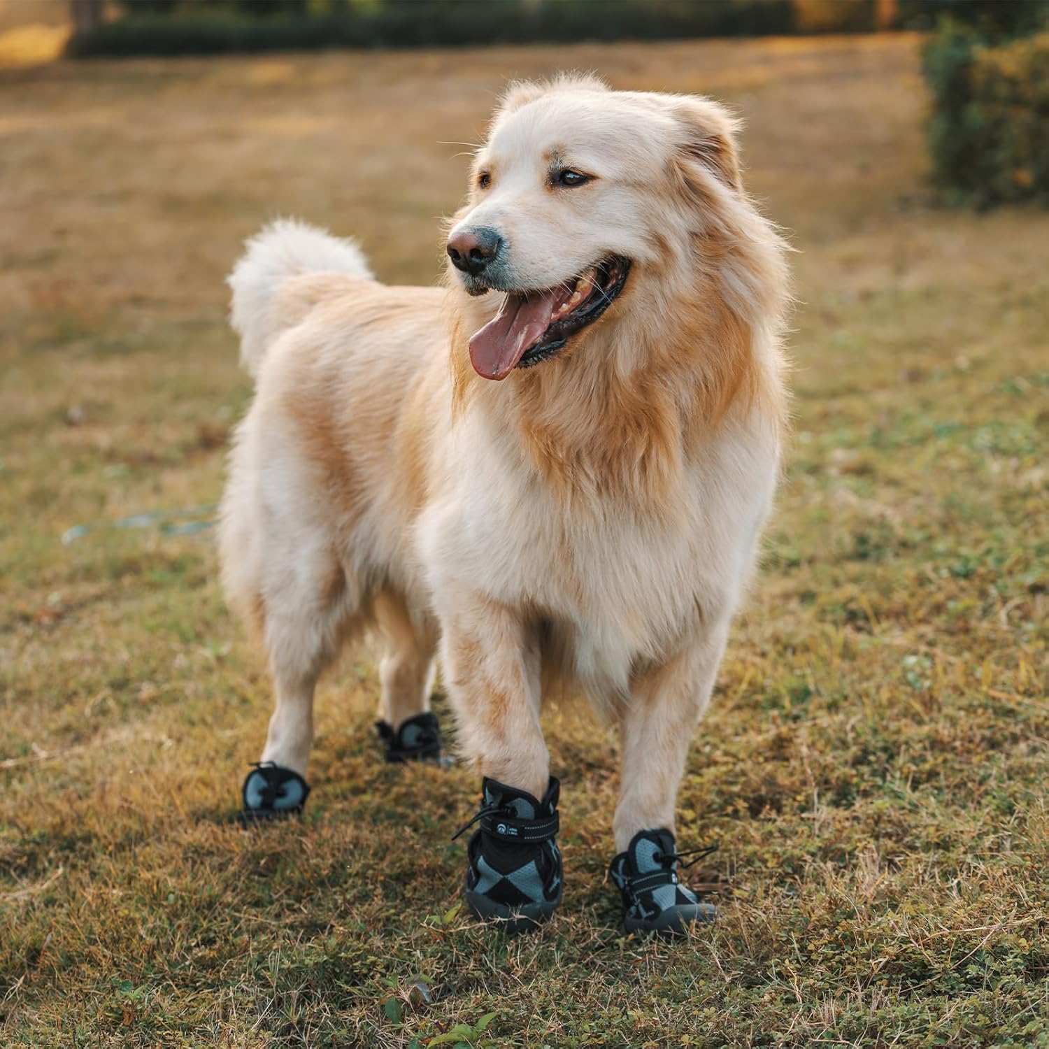 Arblina Hundeschuhe wasserdicht mit Klettverschluss Gr.5 Pfotenschutz
