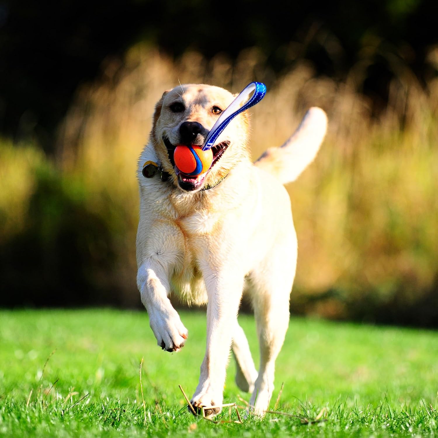 Chuckit! Ultra Tug Hundespielzeug Ball mit Zugseil Medium