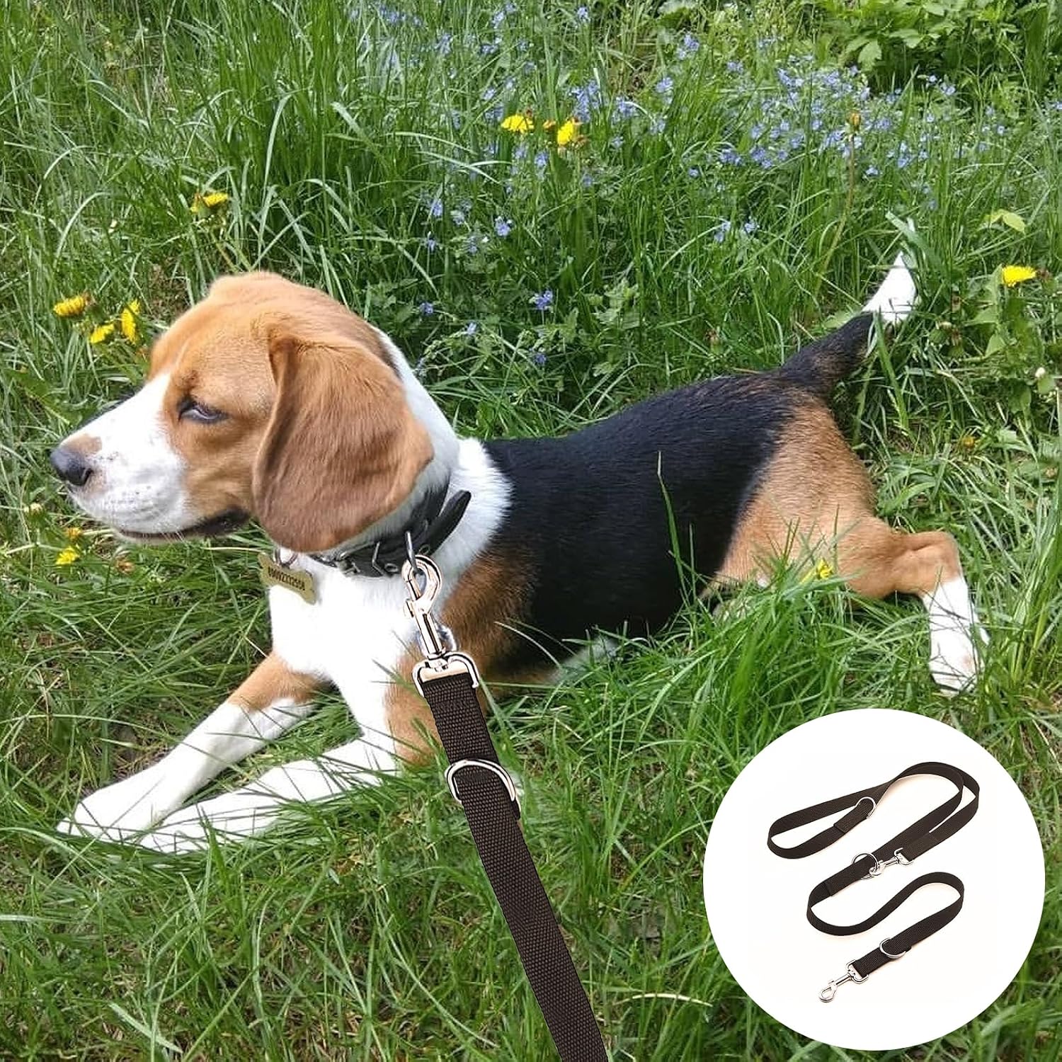 Hundeleine 2,5 cm x 260 cm Schwarz mit Karabinern für große Hunde